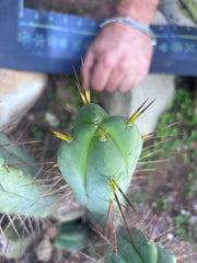 👑💎🌶️ Shulgin — 13” Fourwang Pup