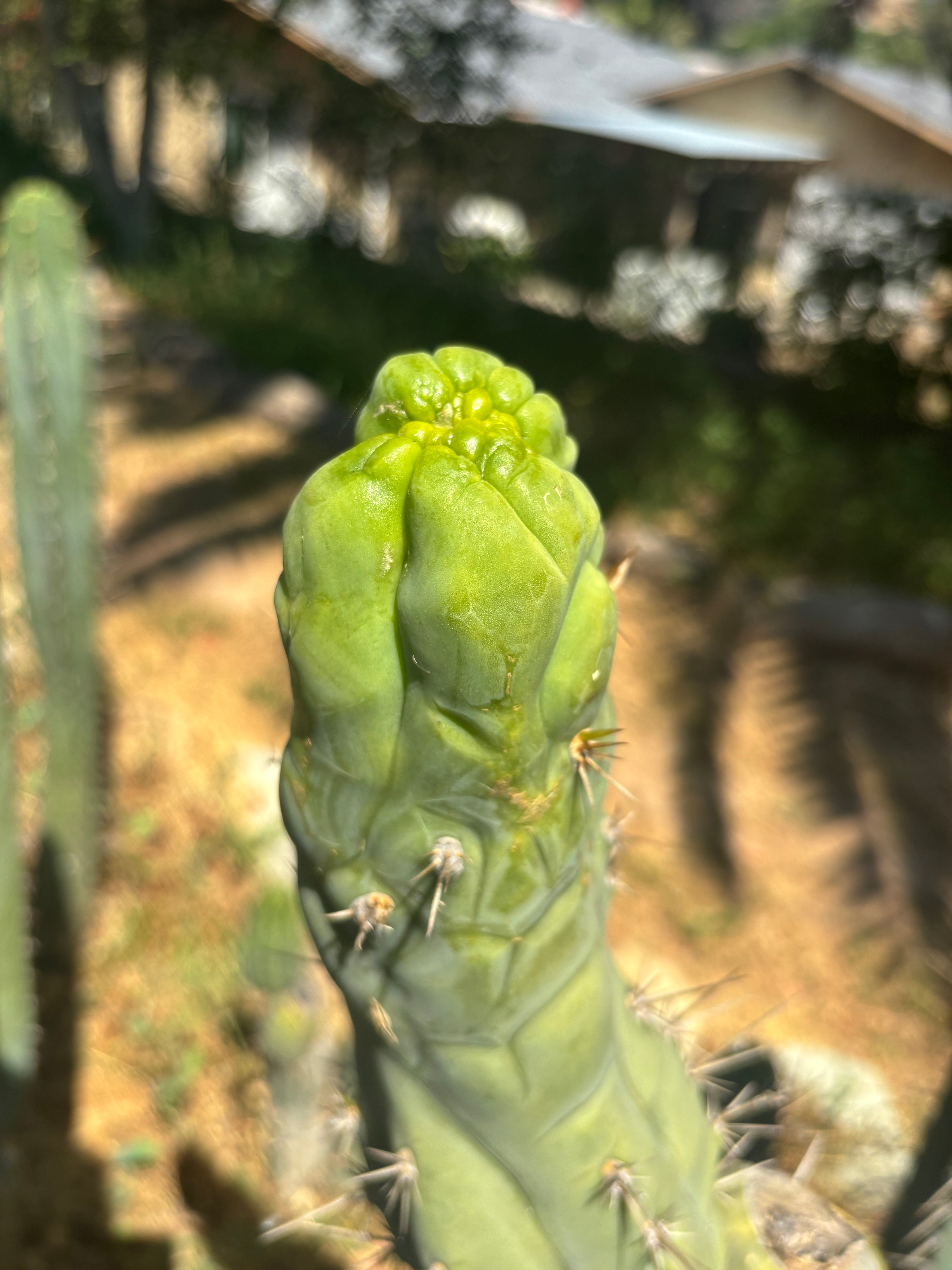 💎👑🐉 Bruce’s Dragon — Thick 8” Tip