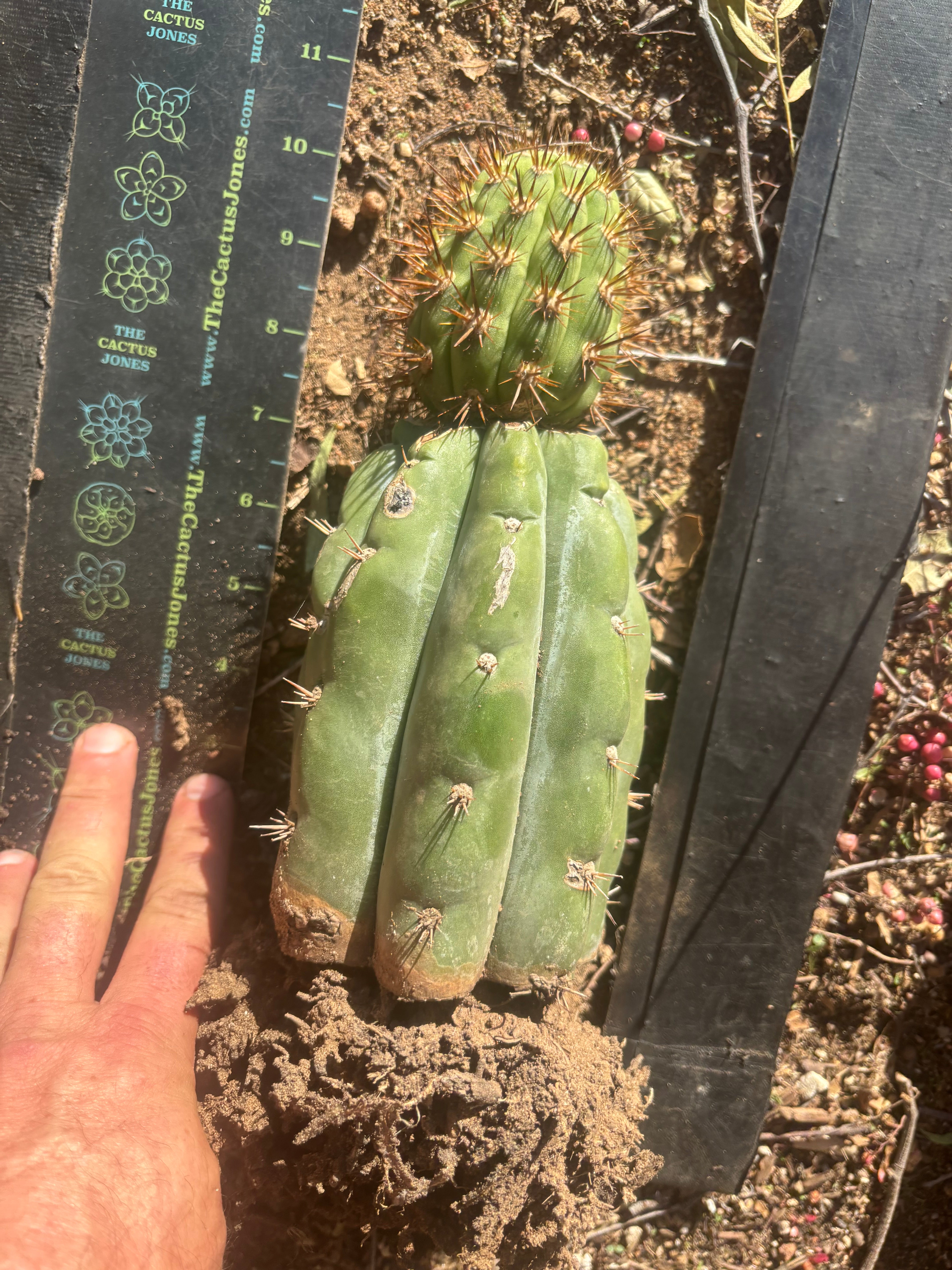 💎👑💎 T. Coquimbanus — Established Tip Graft on Rooted Shine01