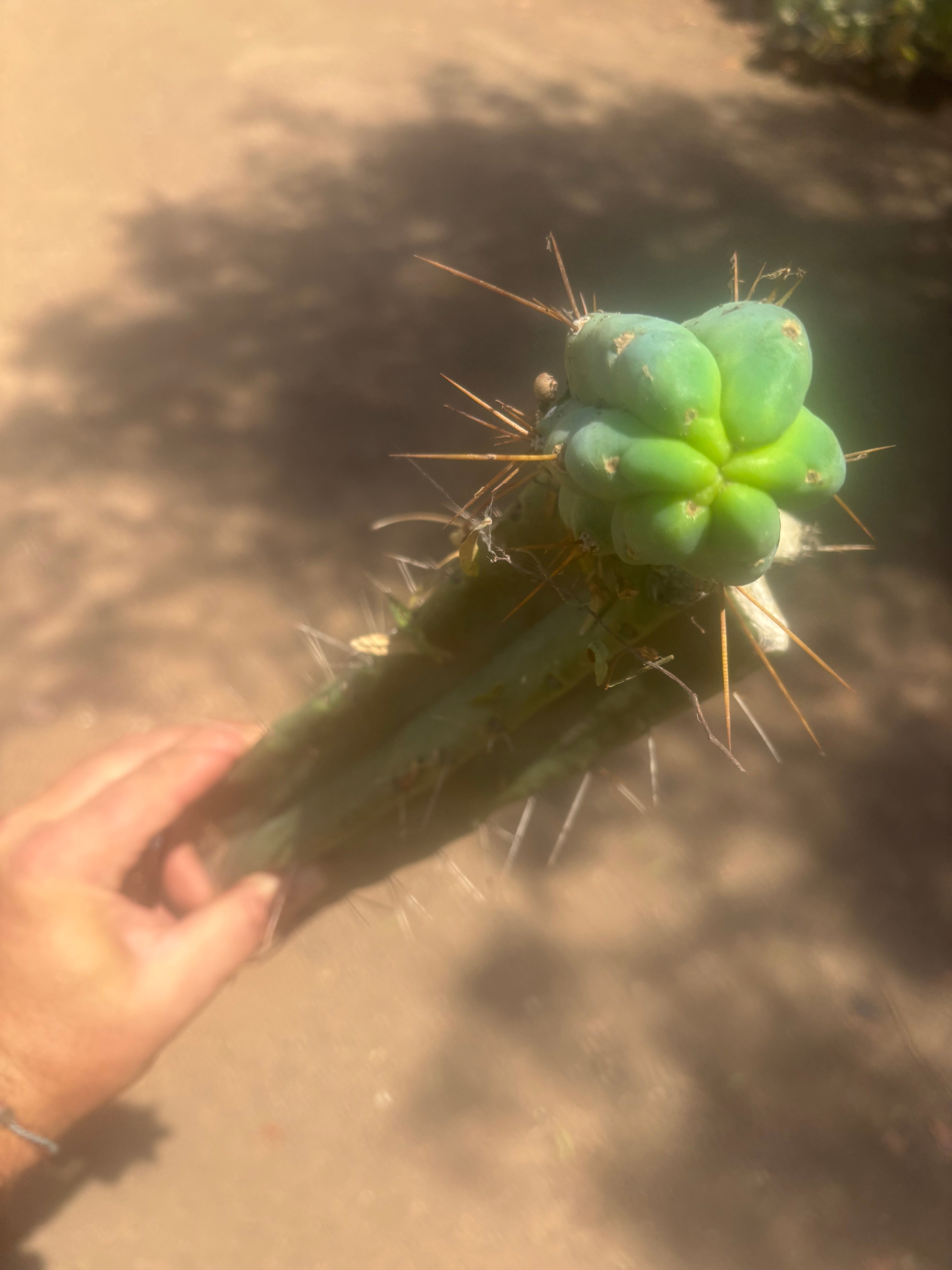 👑🌶️🌶️ Eileen — XL Rooted 15” Mid with Pup