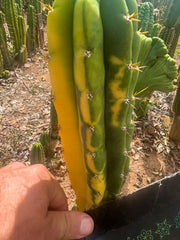 💎🔰💎 LKV1 — 8” Tip