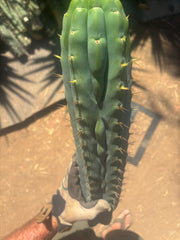 💎👑🌶️  Ashdod — XL 17” Magnum Tip