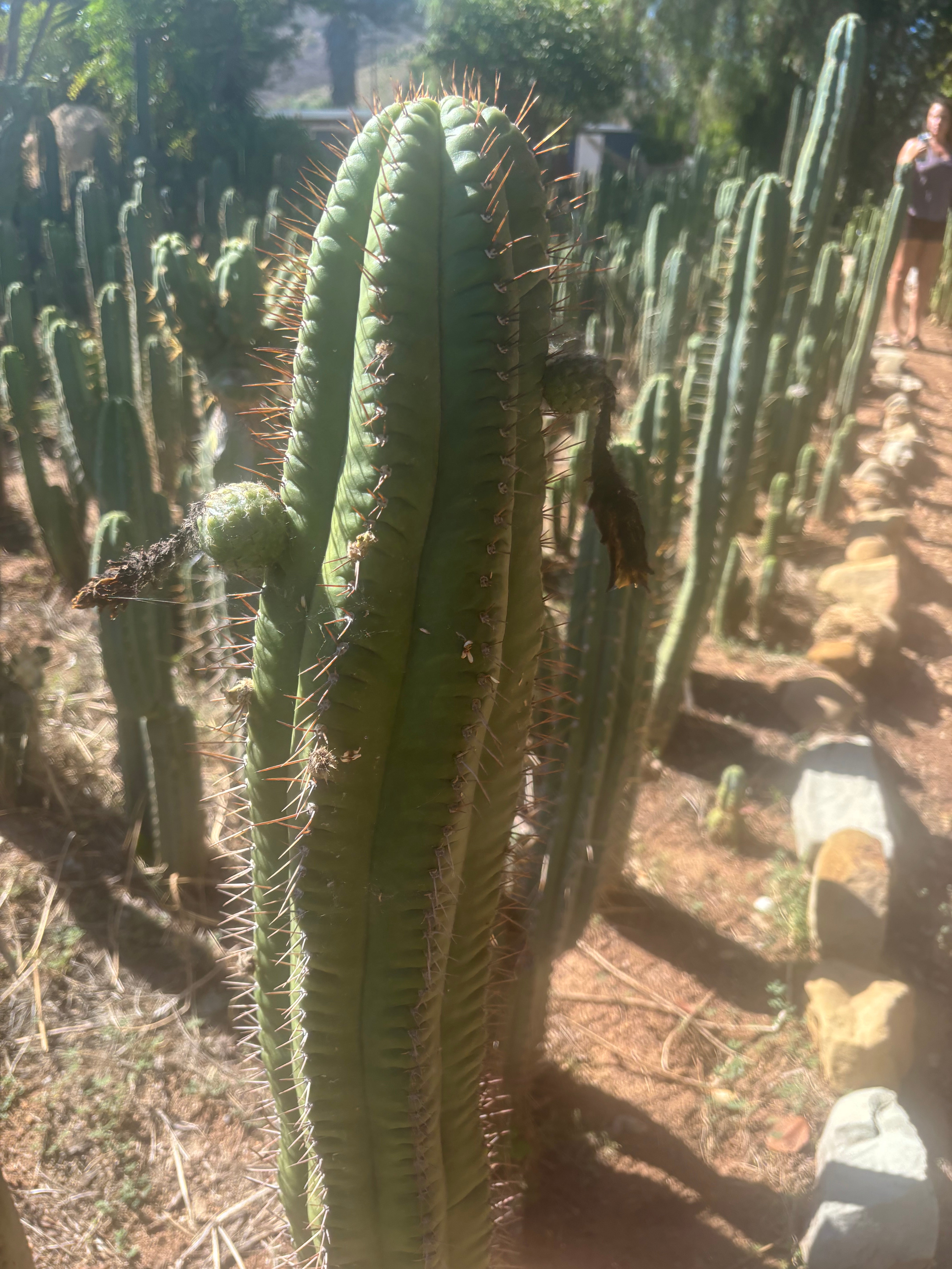 💎👑💎❗️Parques De Leyendes —BK08611.4 Clone A — Established Rooted Slab Graft w/ Large Pup