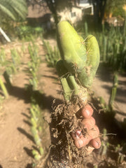 👑🌶️🌶️  TBM  — Rooted Cluster #1