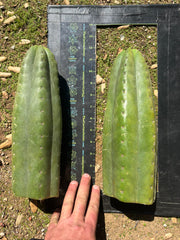 👑🌶️ Tom Juuls Giant  — Thick 12” Tips