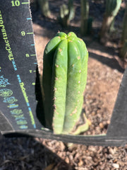 👑🌶️🌶️ Ogun — Another 9” Pup
