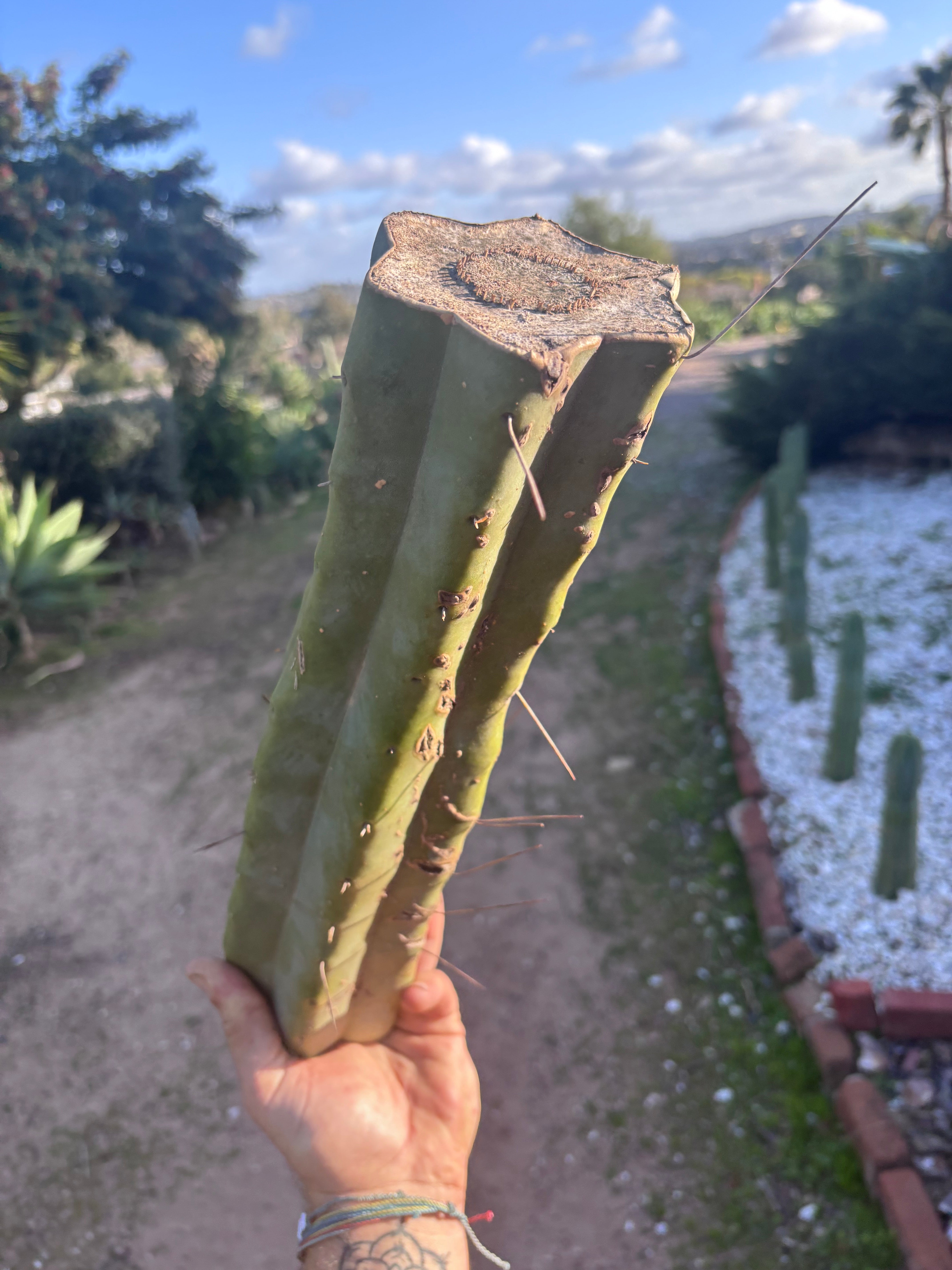 👑🌶️ Baker — 14” XL Medicine Log