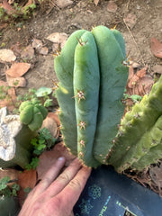 🌶️🌶️ NoidTwo —10” Pup