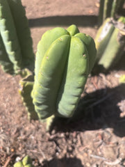 💎👑💎🌶️ Ferah — 6” Grenade