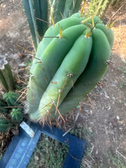👑🌶️ CA1 Sherman — XL 12” Tip