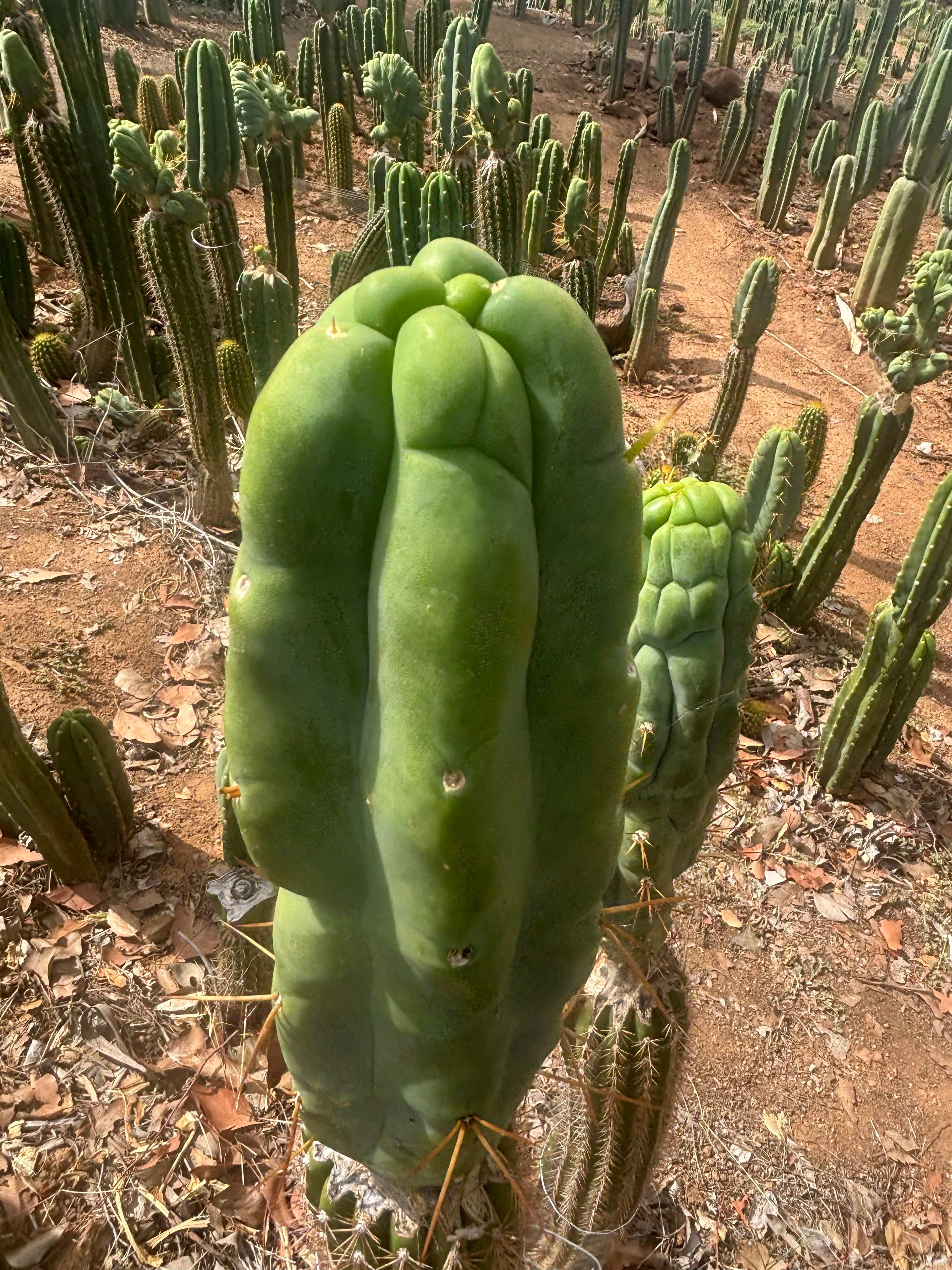 👑💎🌶️ Caballero — Fat 8” Tip