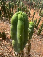 👑💎🌶️ Caballero — Fat 8” Tip