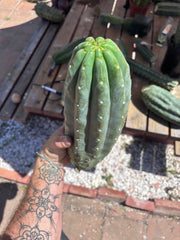 👑🌶️ Pierre — BEEFY 13” Pup