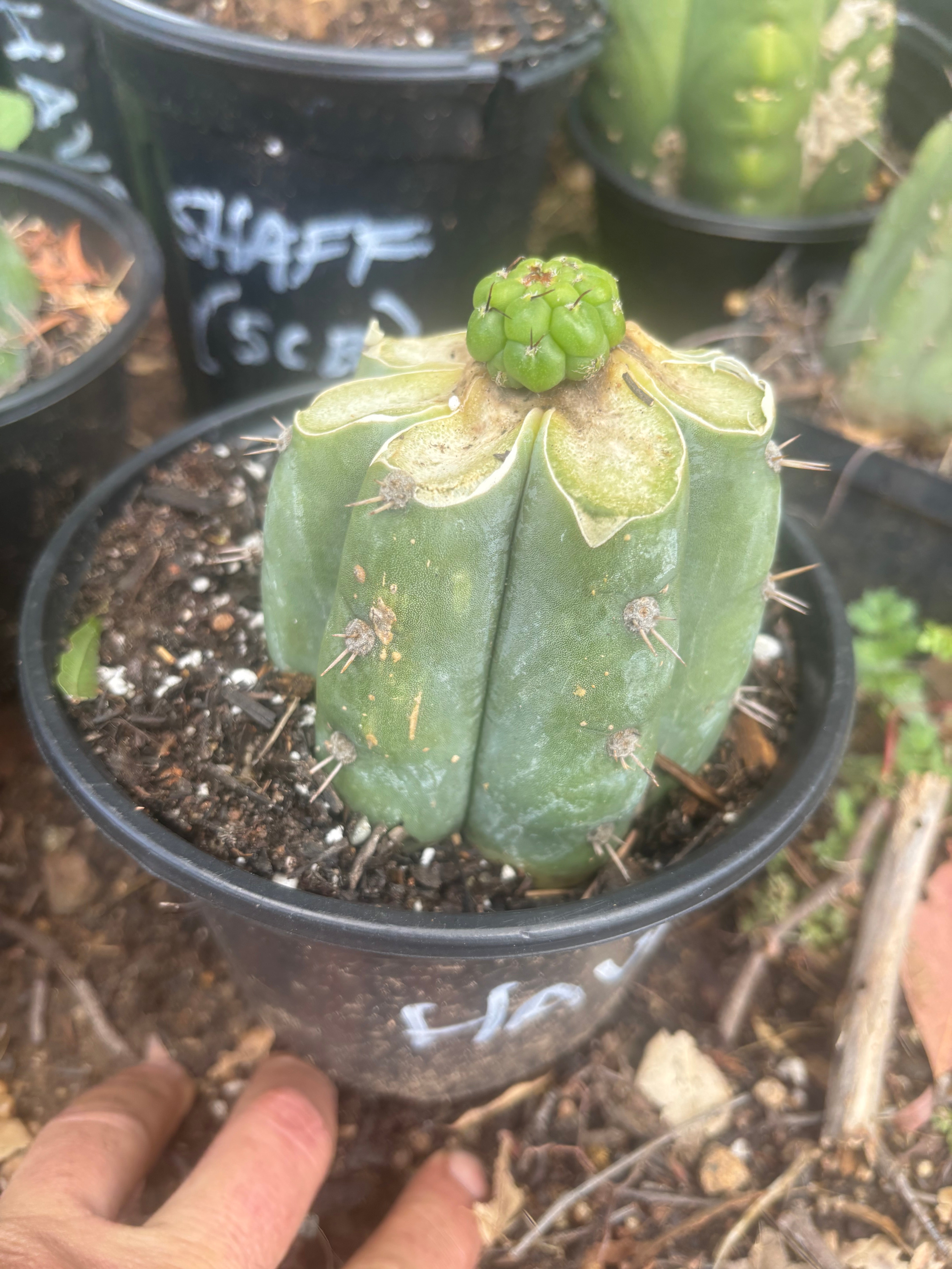 💎👑💎 Havran — Pup Graft on Rooted Shine01