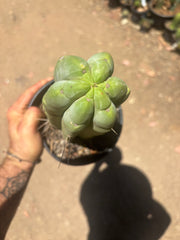 👑🌶️🌶️  Jiimz Twin — FAT Rooted 11” Tip