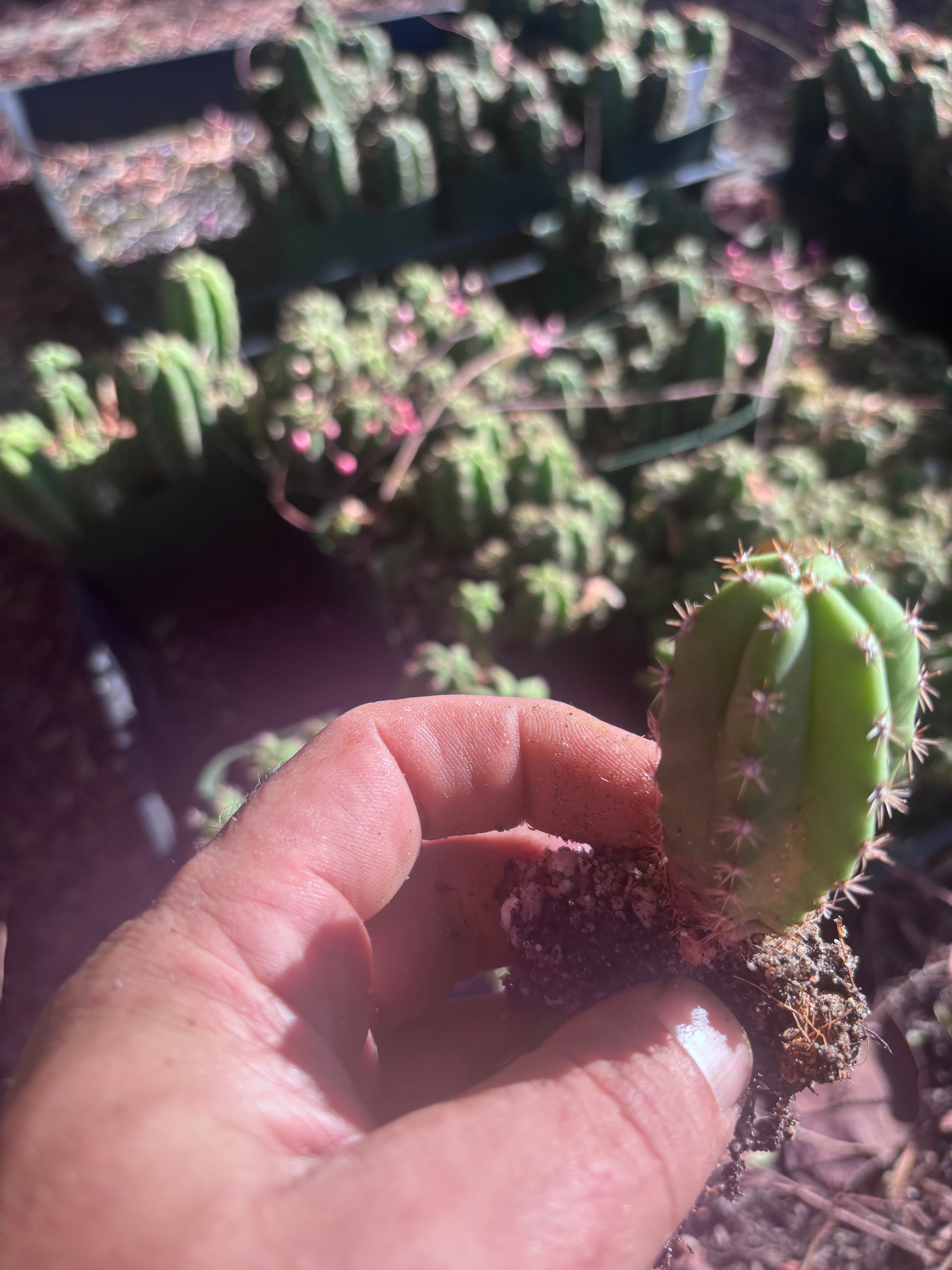 FREE ADD-ON —  Pala x Ferah Seedlings