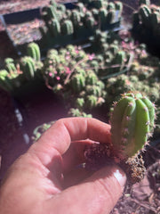 FREE ADD-ON —  Pala x Ferah Seedlings