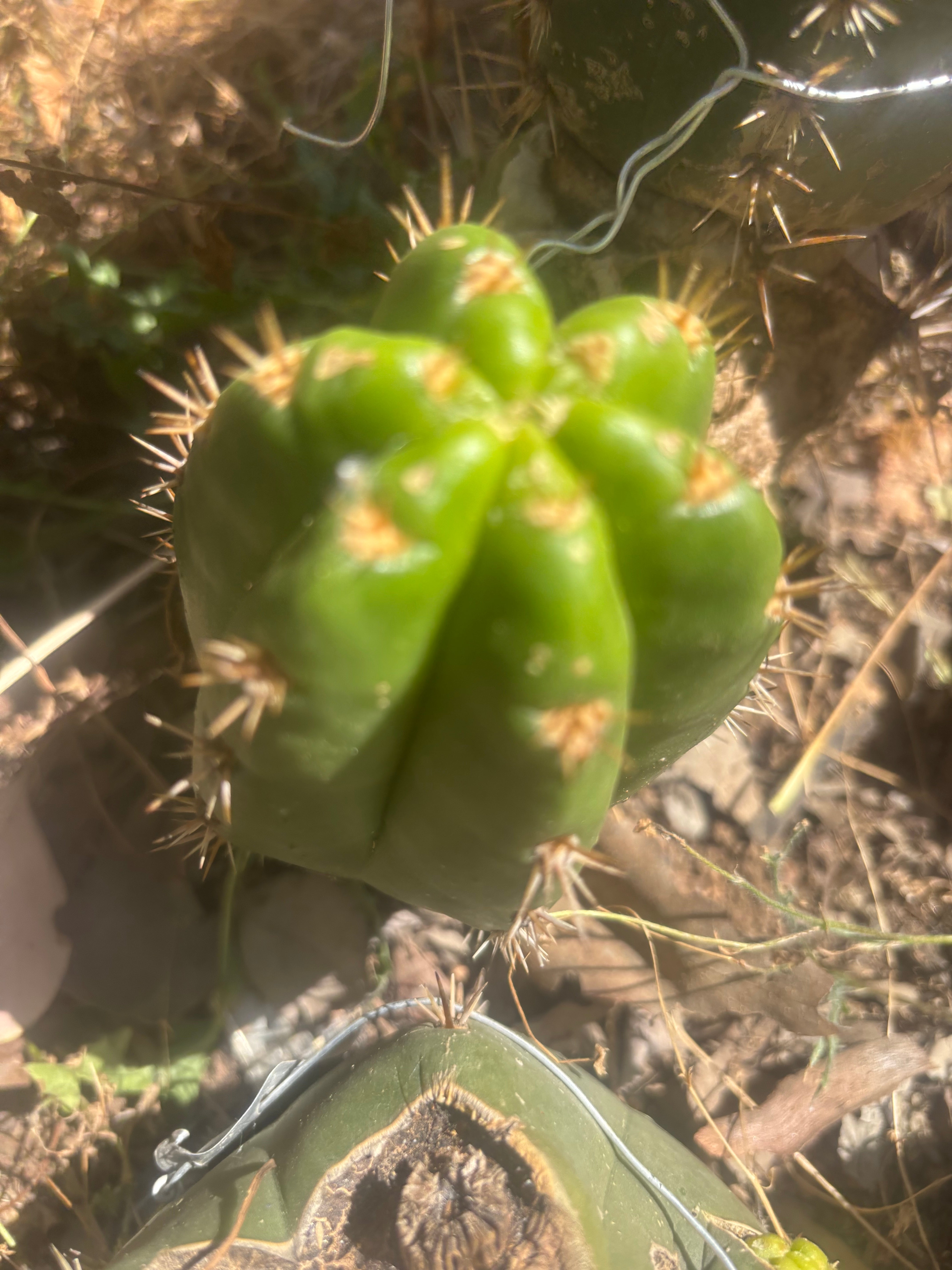 💎👑💎🌶️ CareBear — 5” Grenade