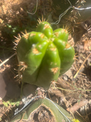 💎👑💎🌶️ CareBear — 5” Grenade