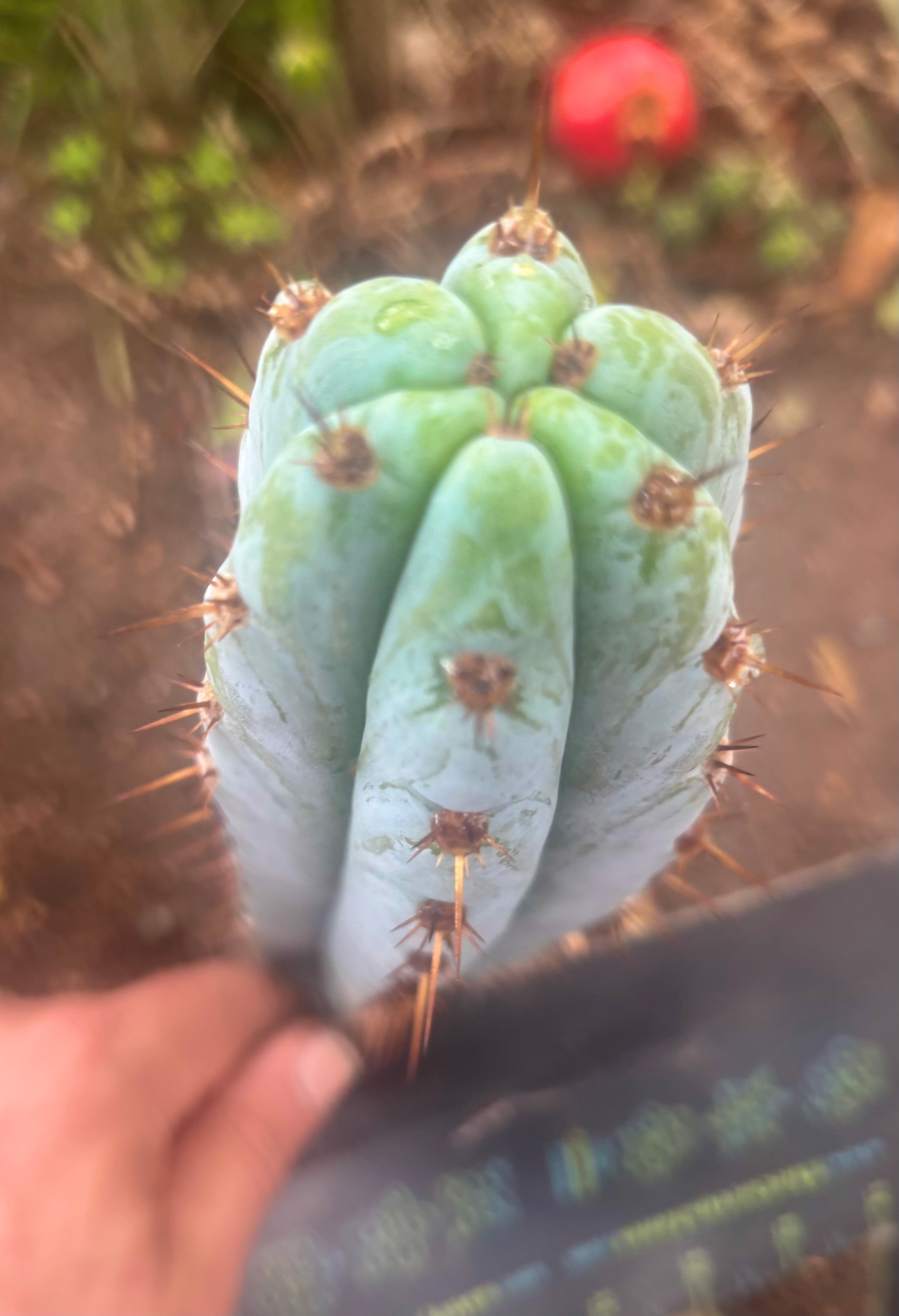 💎👑💎 Tripsis #1 — 8” Tip
