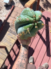 💎👑🌶️ CGG — 14” MELON