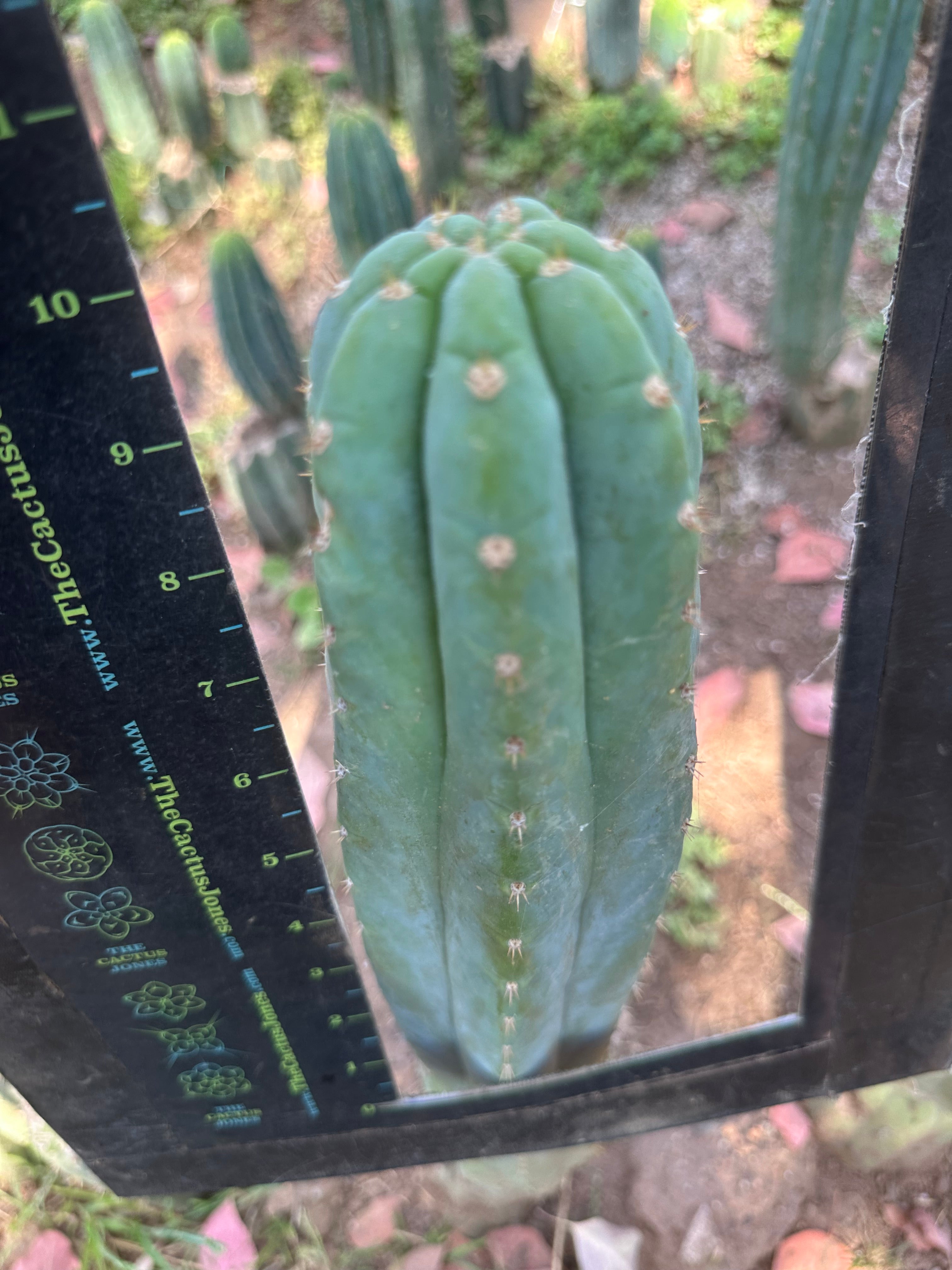 👑🌶️ Restocked (Again) — Ventucky Blue — 10” Tips