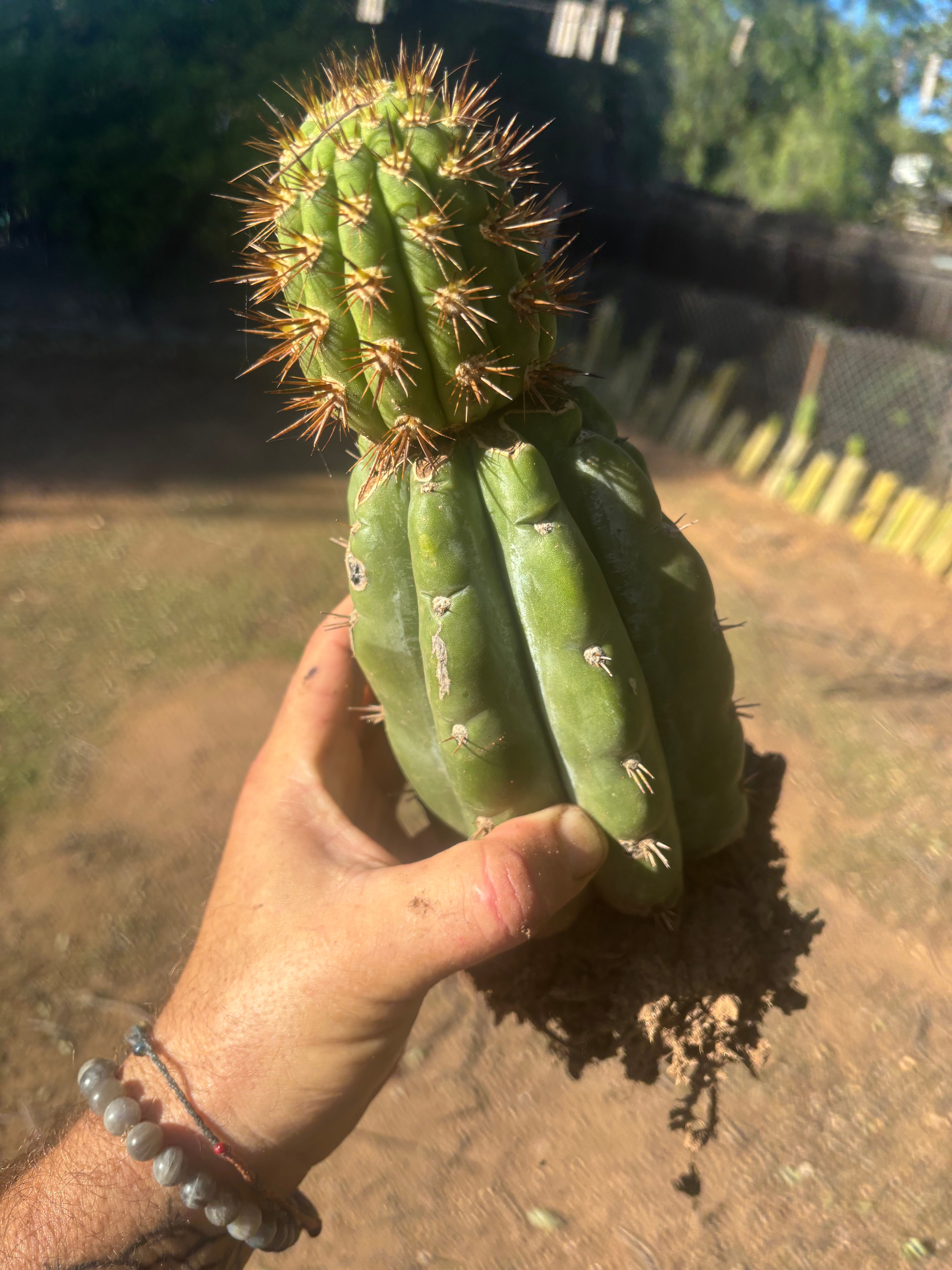 💎👑💎 T. Coquimbanus — Established Tip Graft on Rooted Shine01