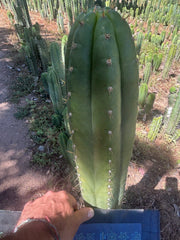💎👑🌶️ Torres & Torres — XL 14” Tip