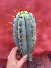 💎🌶️ Noid of the Moment — XL 14” Tip