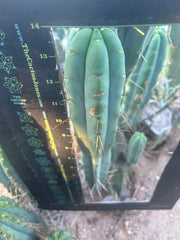 👑🌶️ BBB — Another XL 15” Pup