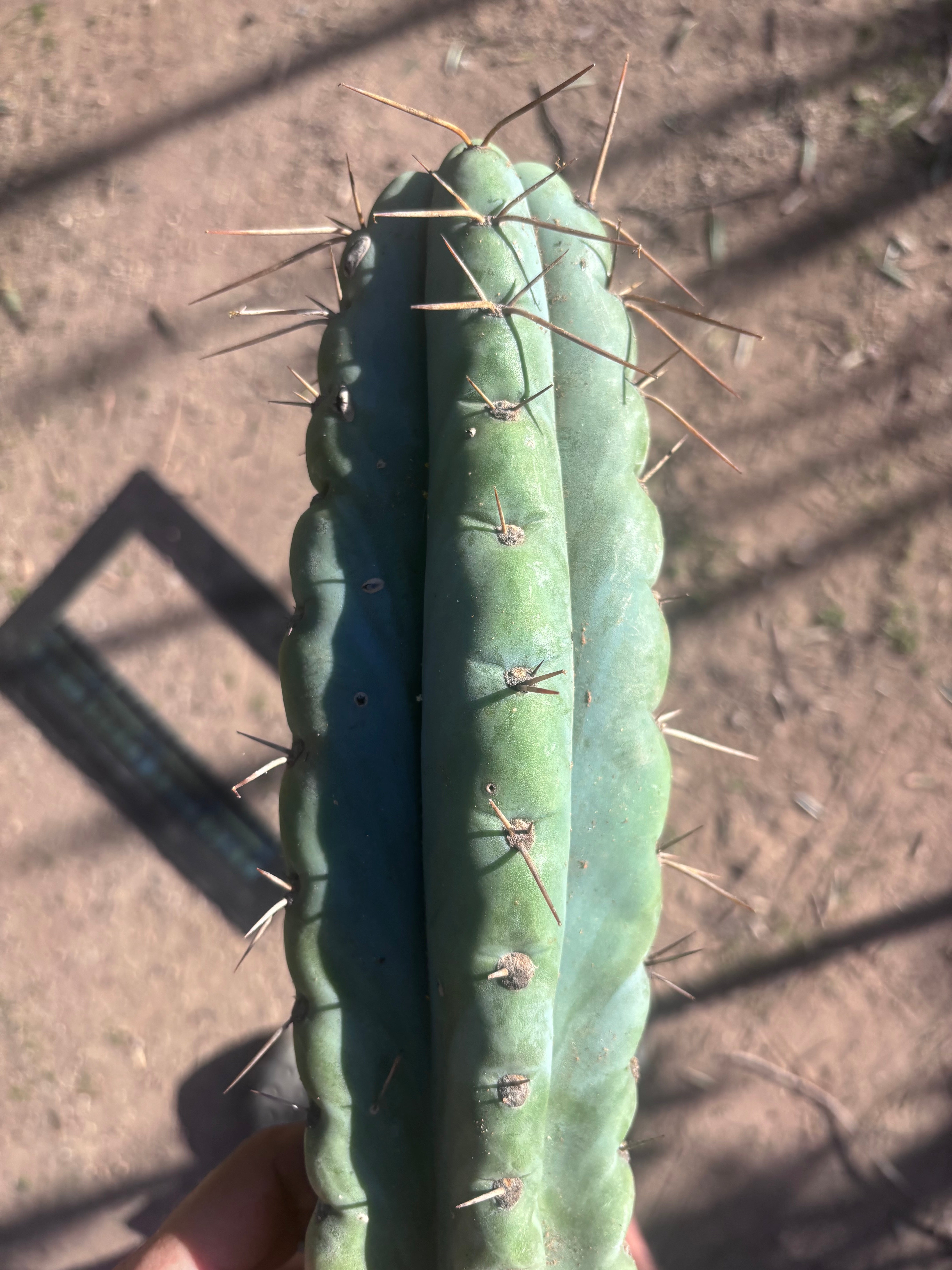 💎🌶️ NOM — XL 16” Tip