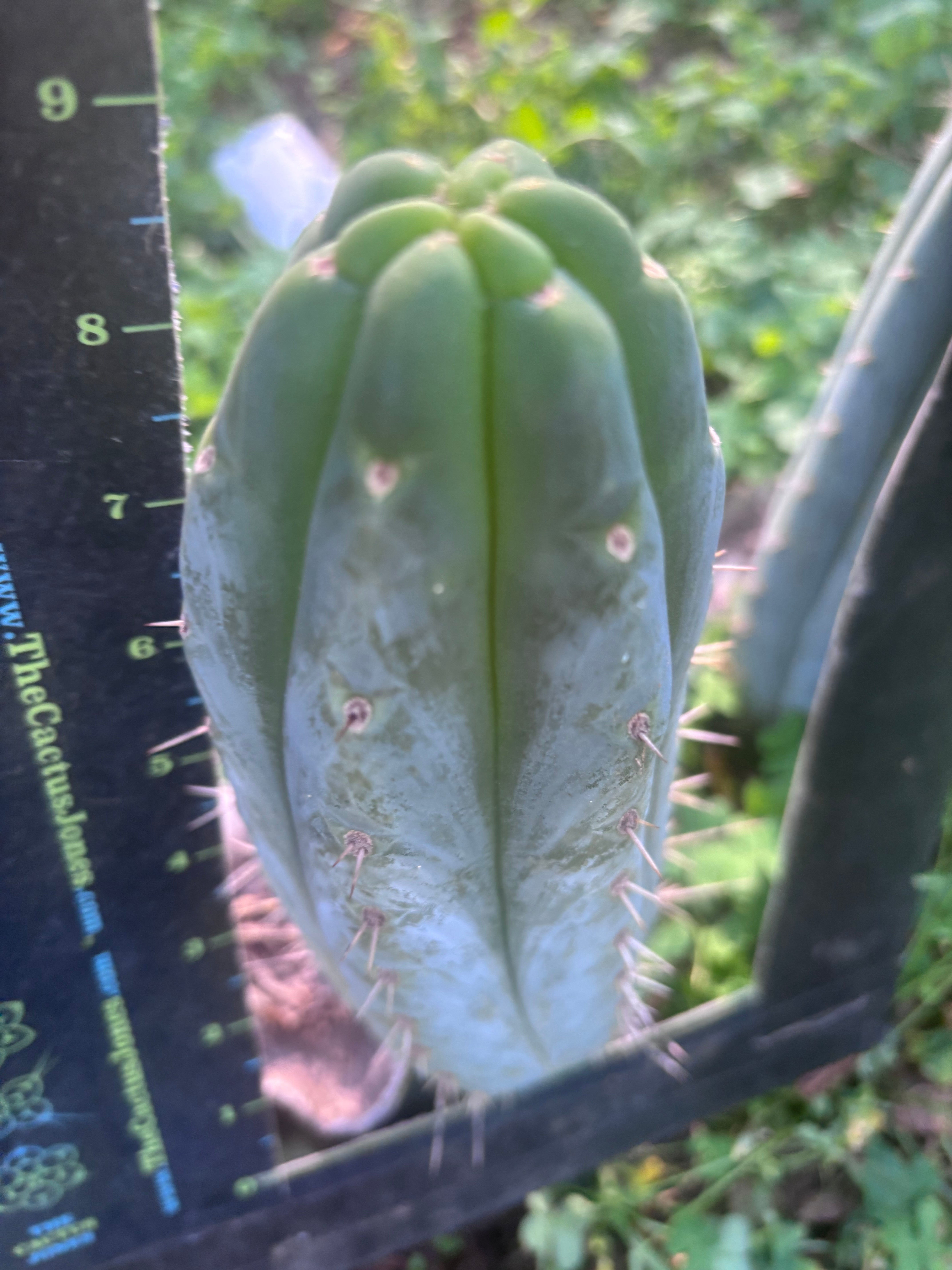 👑🌶️  Ashdod — 9” Pup