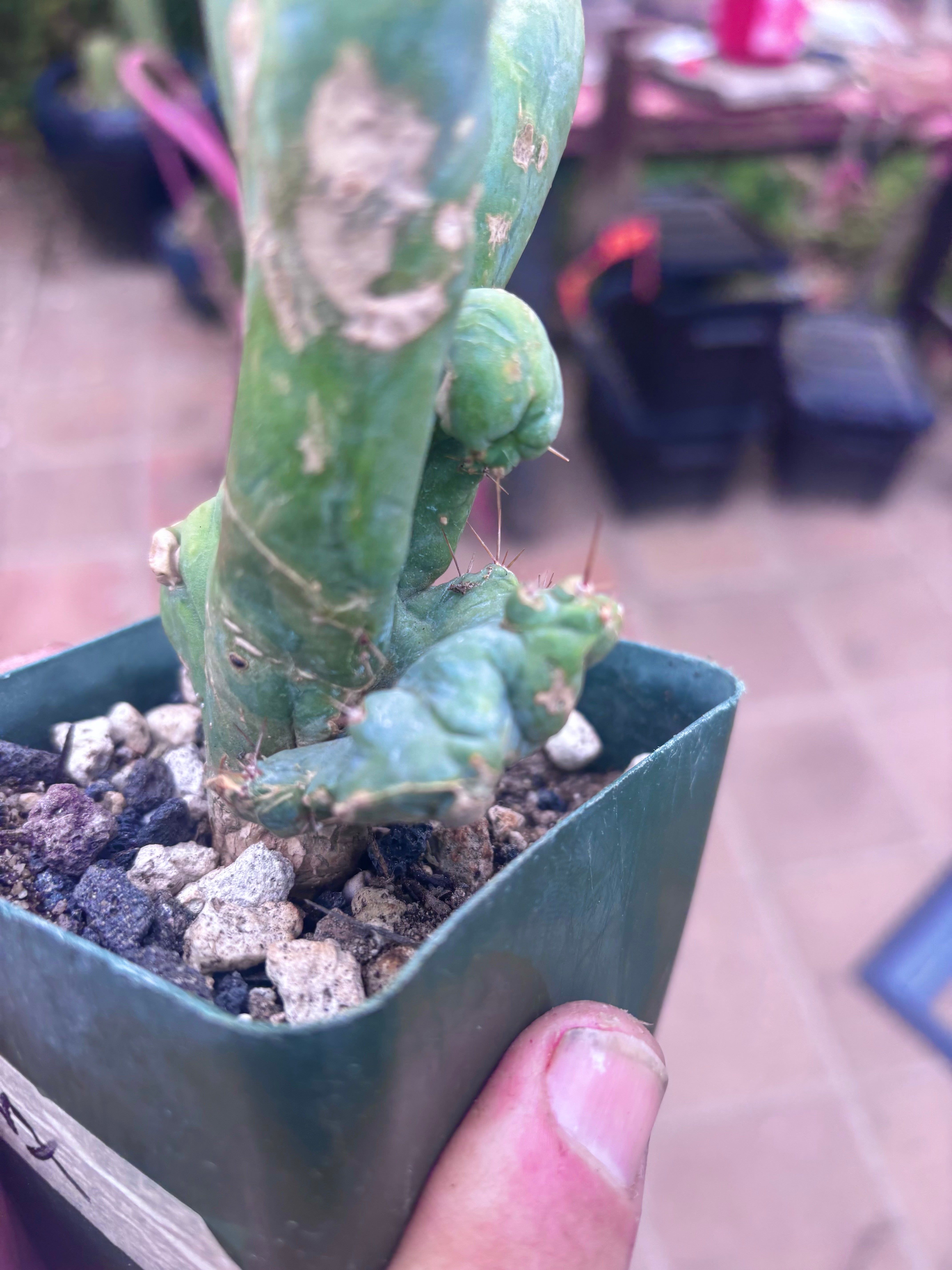 👑💎🌶️🌶️ TBMC — Rooted 6”