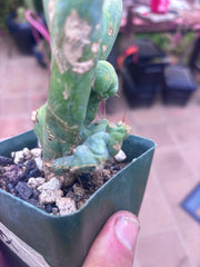 👑💎🌶️🌶️ TBMC — Rooted 6”