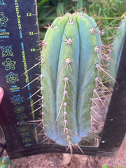 💎👑🌶️ CGG —  Another 12” Melon