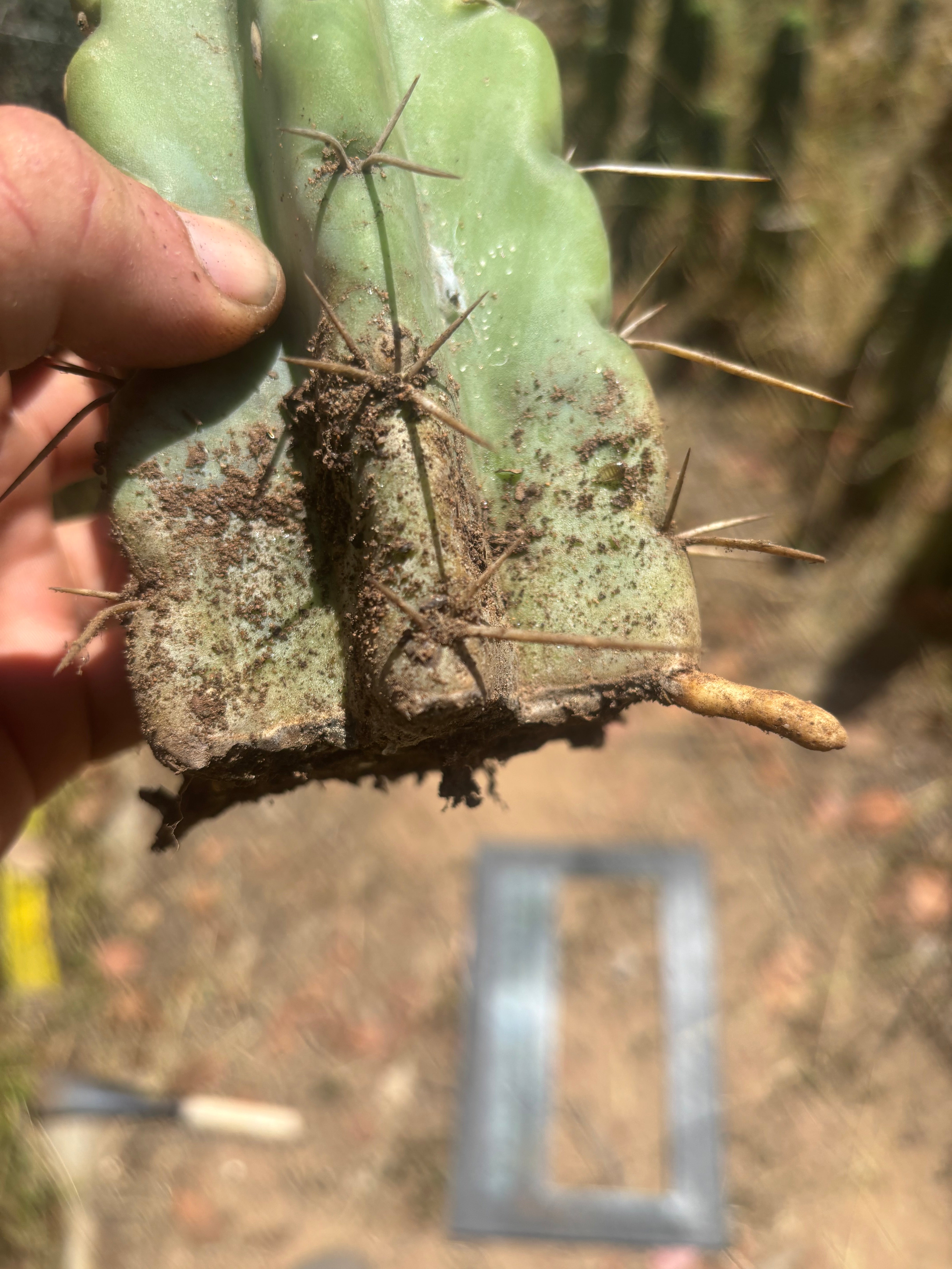 💎💎🌶️🌶️ NOM — 9” Tip, Throwing Roots