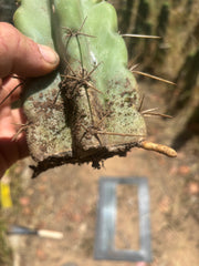 💎💎🌶️🌶️ NOM — 9” Tip, Throwing Roots