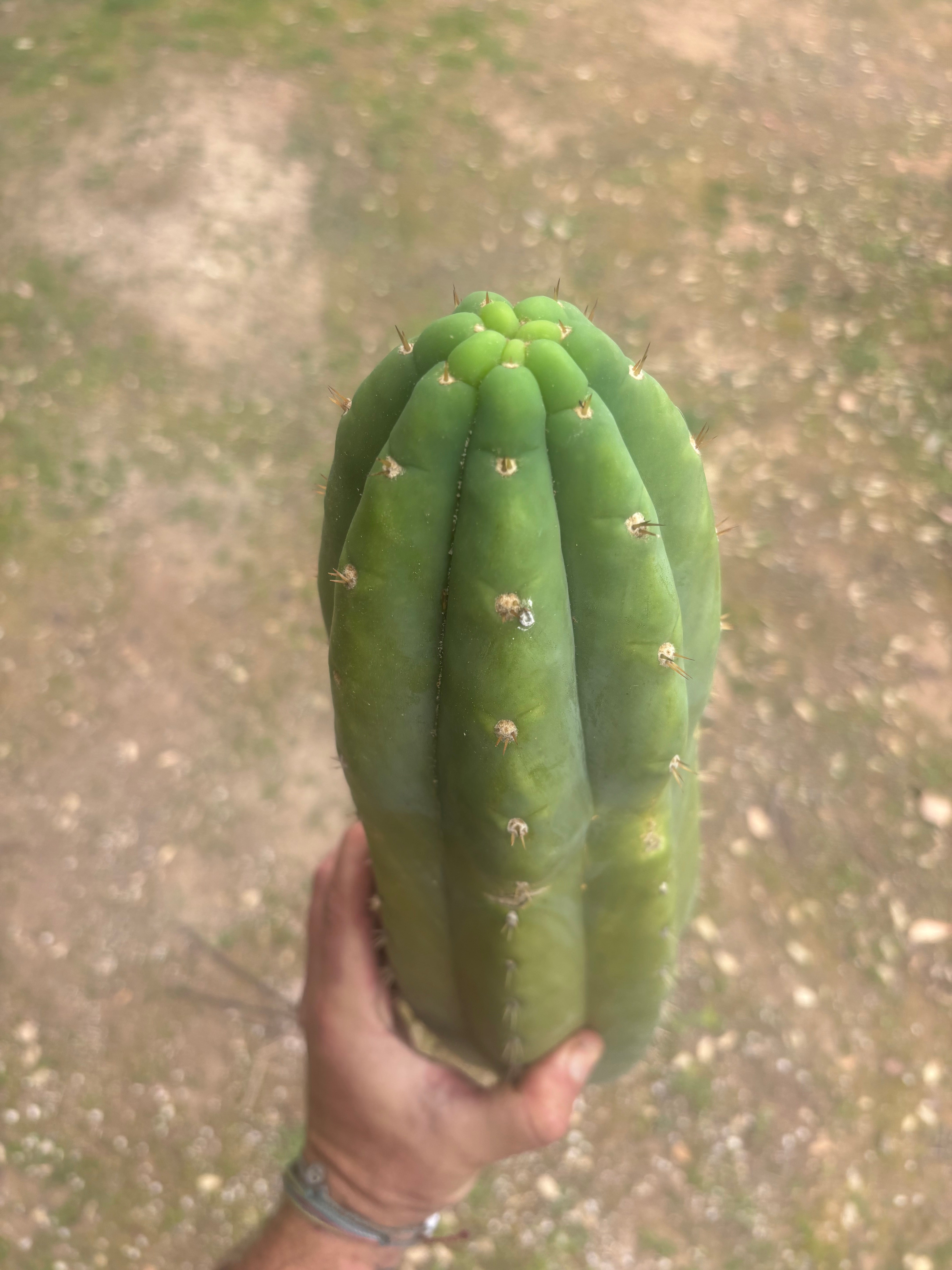 💎🌶️ JJOP — Massive 16” Magnum Tip