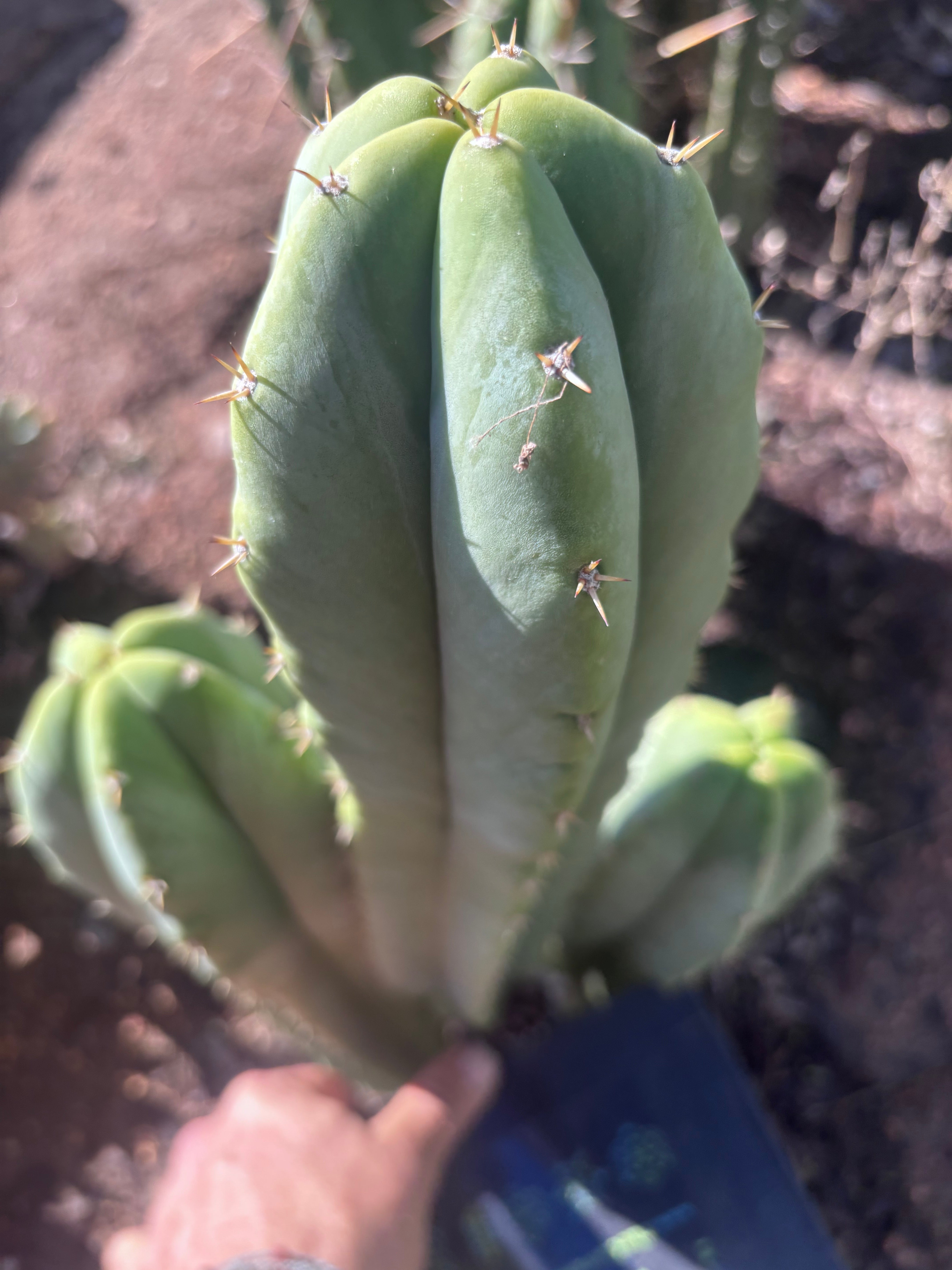 🌶️ Jada x Scop — XL 15” Pup