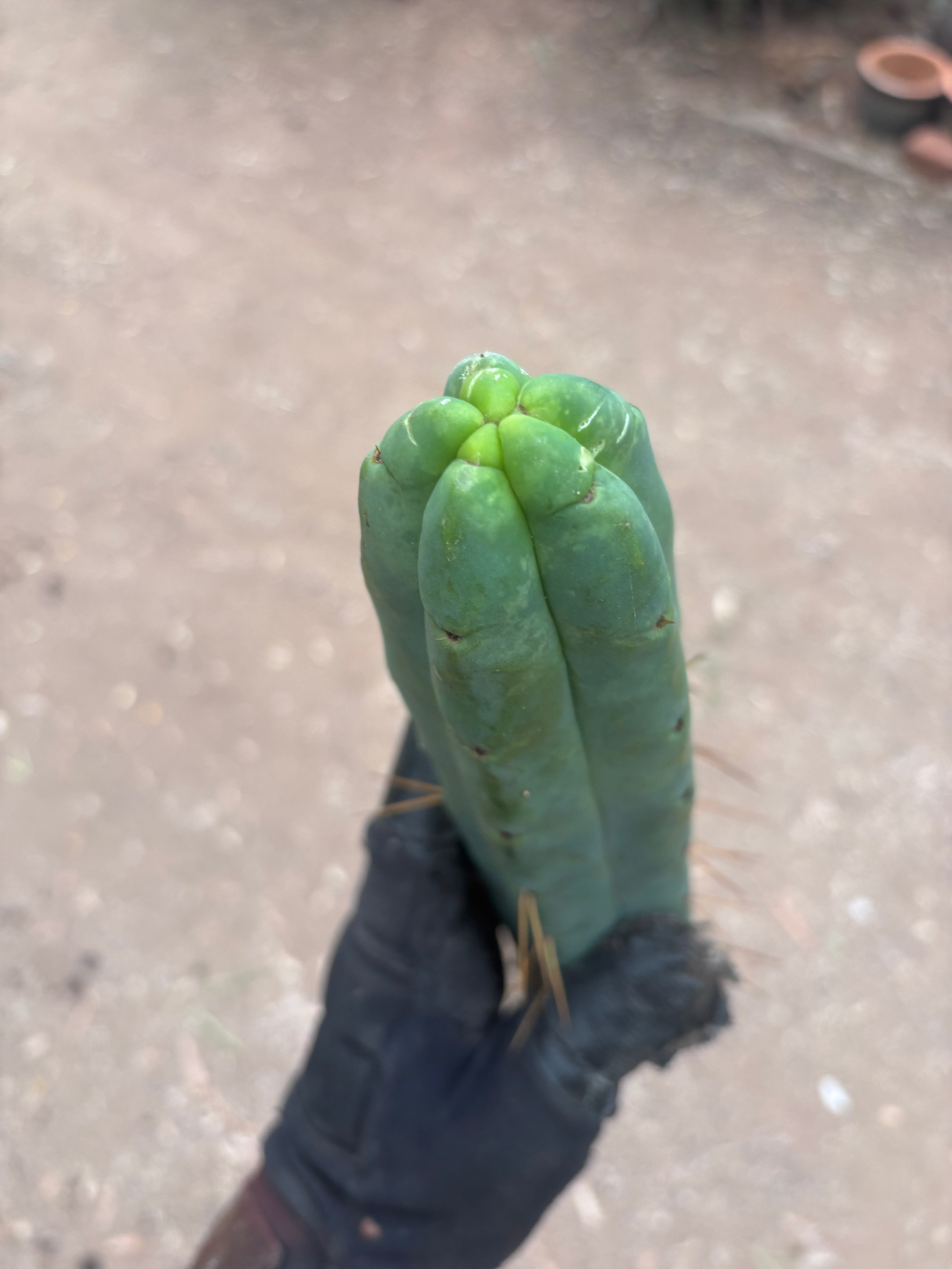 👑🌶️🌶️  Jiimz Twin Spine — 13” Tips (4)