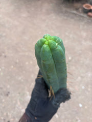 👑🌶️🌶️  Jiimz Twin Spine — 13” Tips (4)