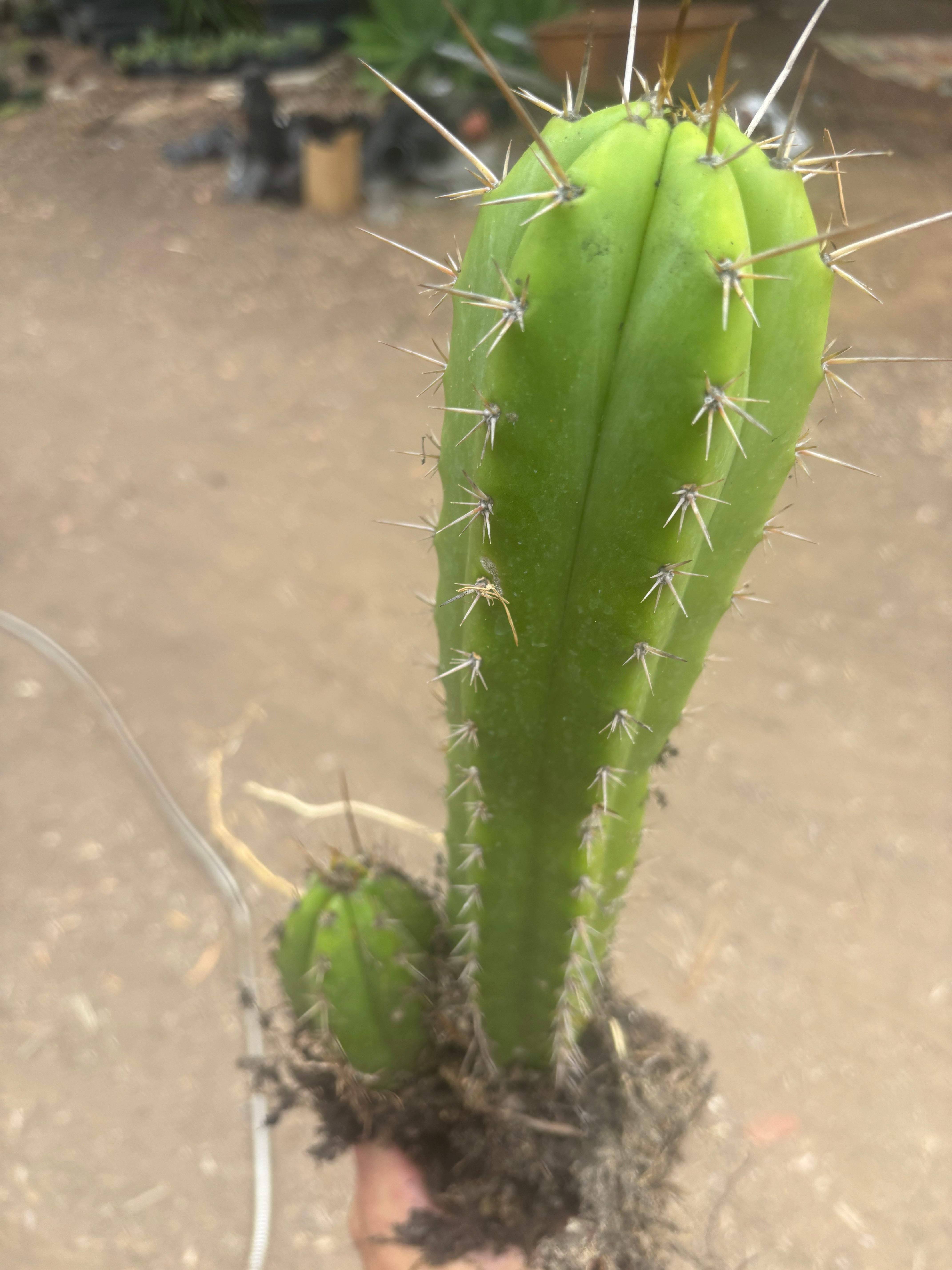 (🌶️) Lumberjack x Huaraz — Seed Grown Mini Stand