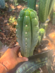 👑🌶️  Ichoca — 10” Tip