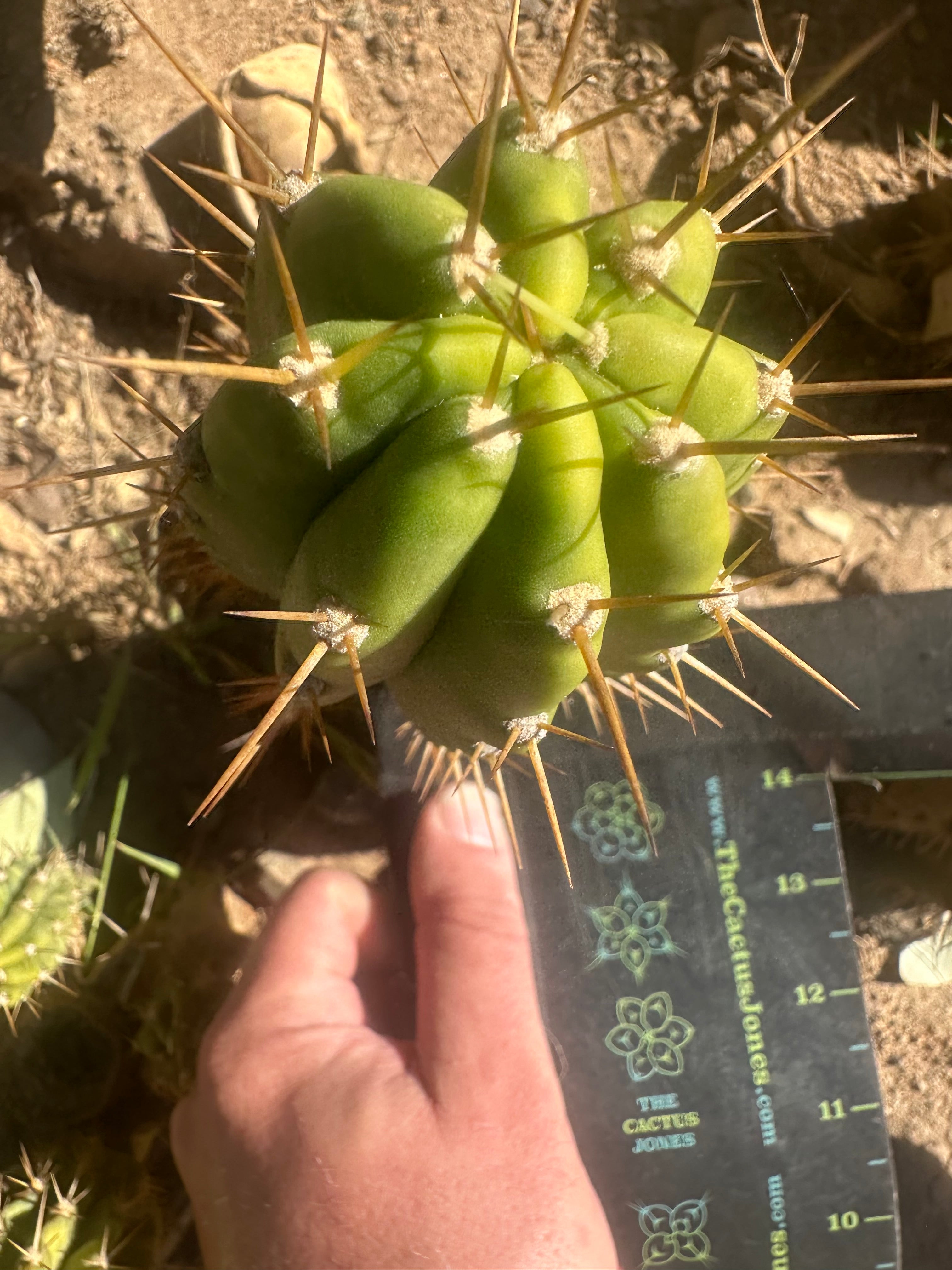 👑 The Jones Pink 🌸 — Another 8”  Pup