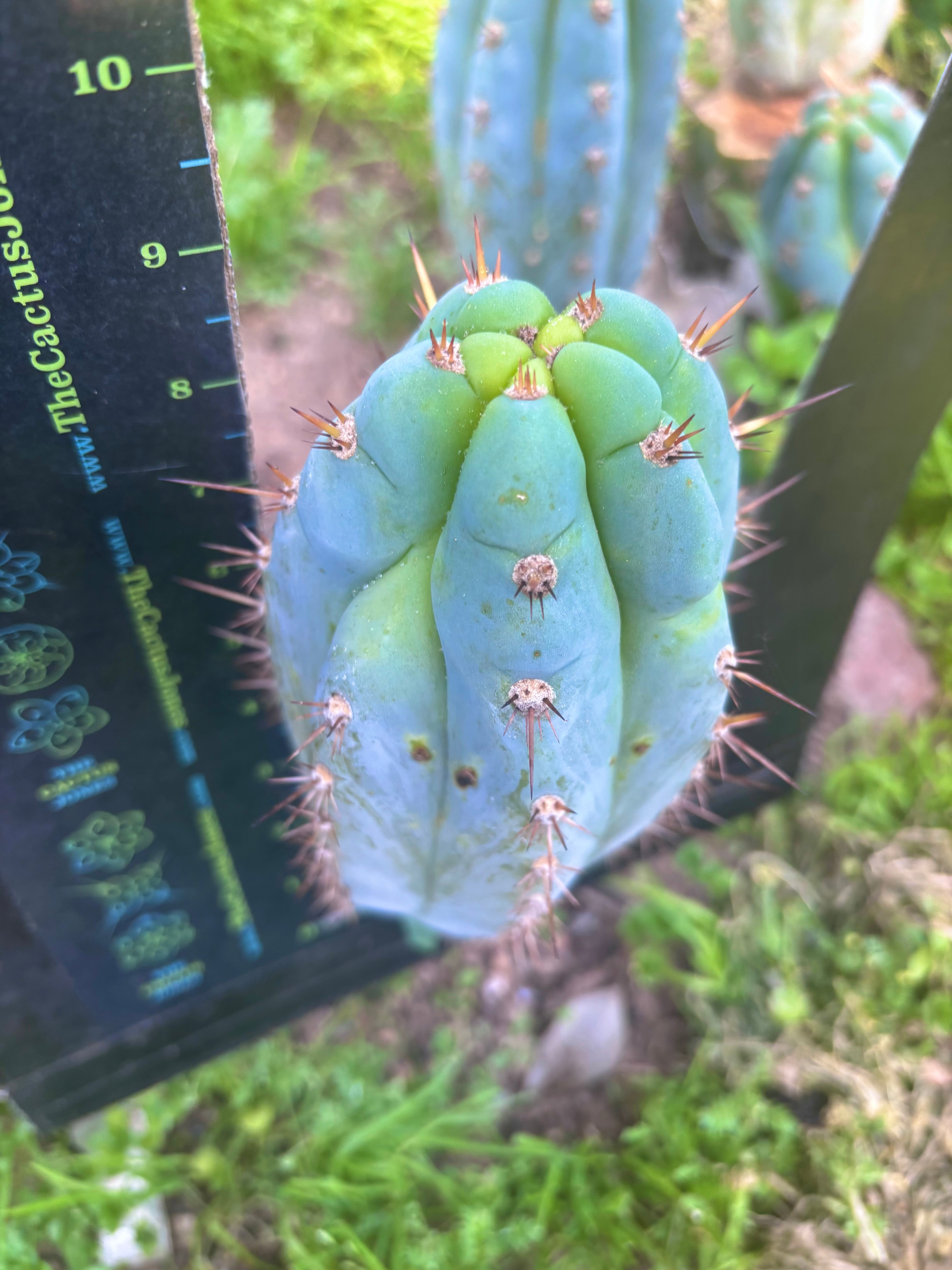 💎👑  Bart (Monassa Blue) — Fat 9” Pup