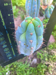 💎👑  Bart (Monassa Blue) — Fat 9” Pup