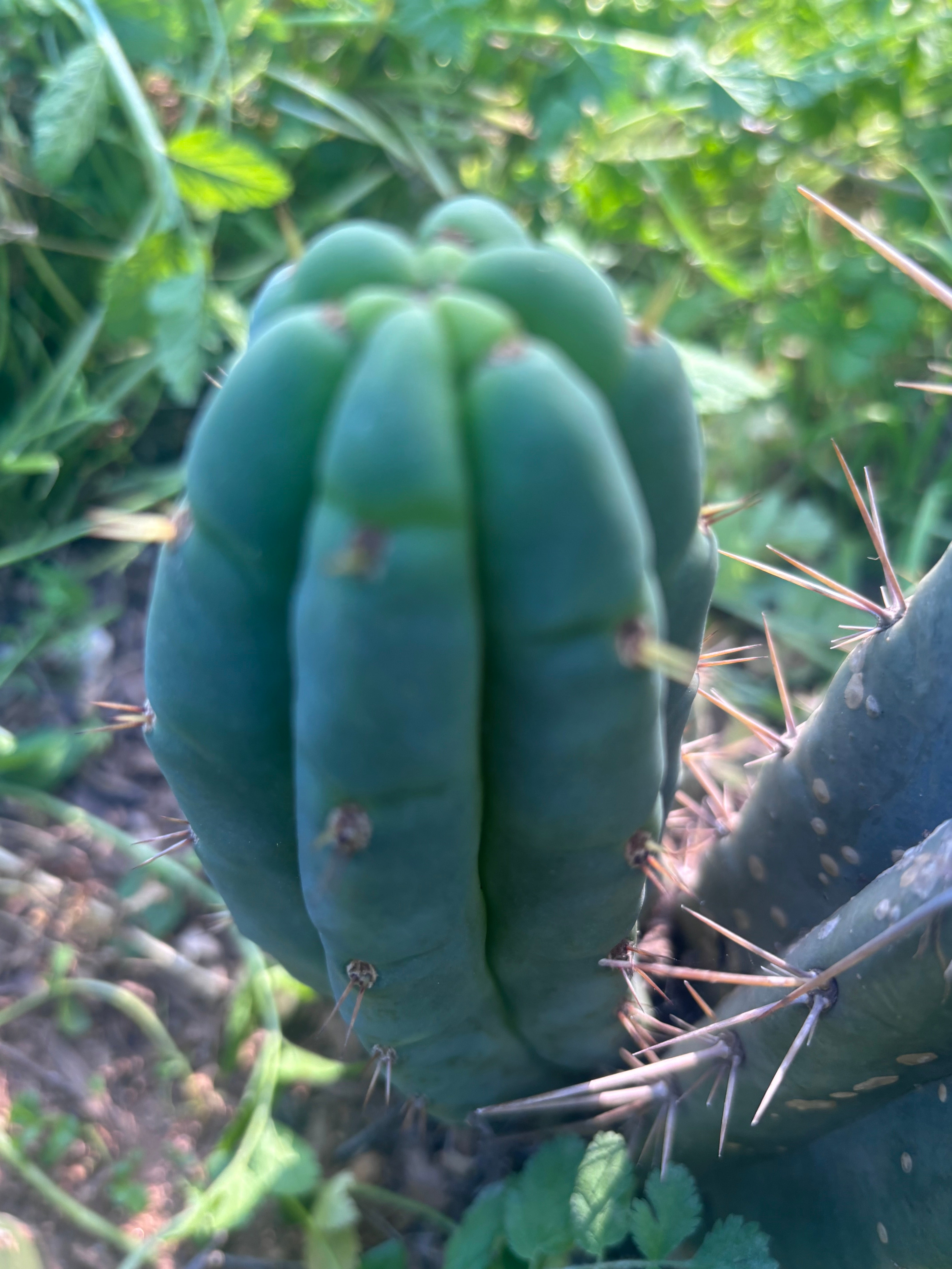 💎👑🌶️🌶️ Austy’s Bomb — 7” Tip