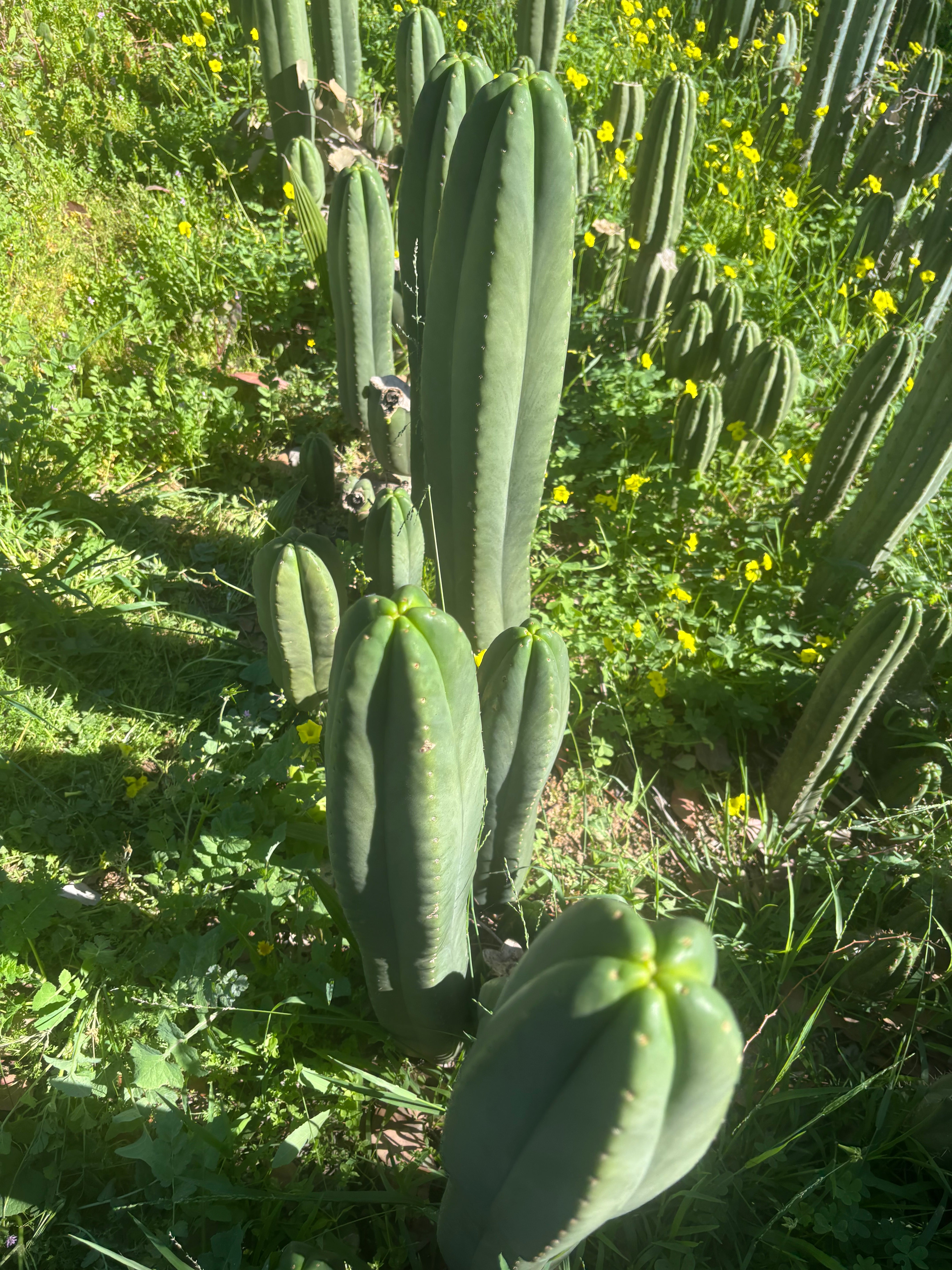 👑🌶️ Scop A — FAT 10” Tips