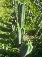 👑🌶️ Scop A — FAT 10” Tips