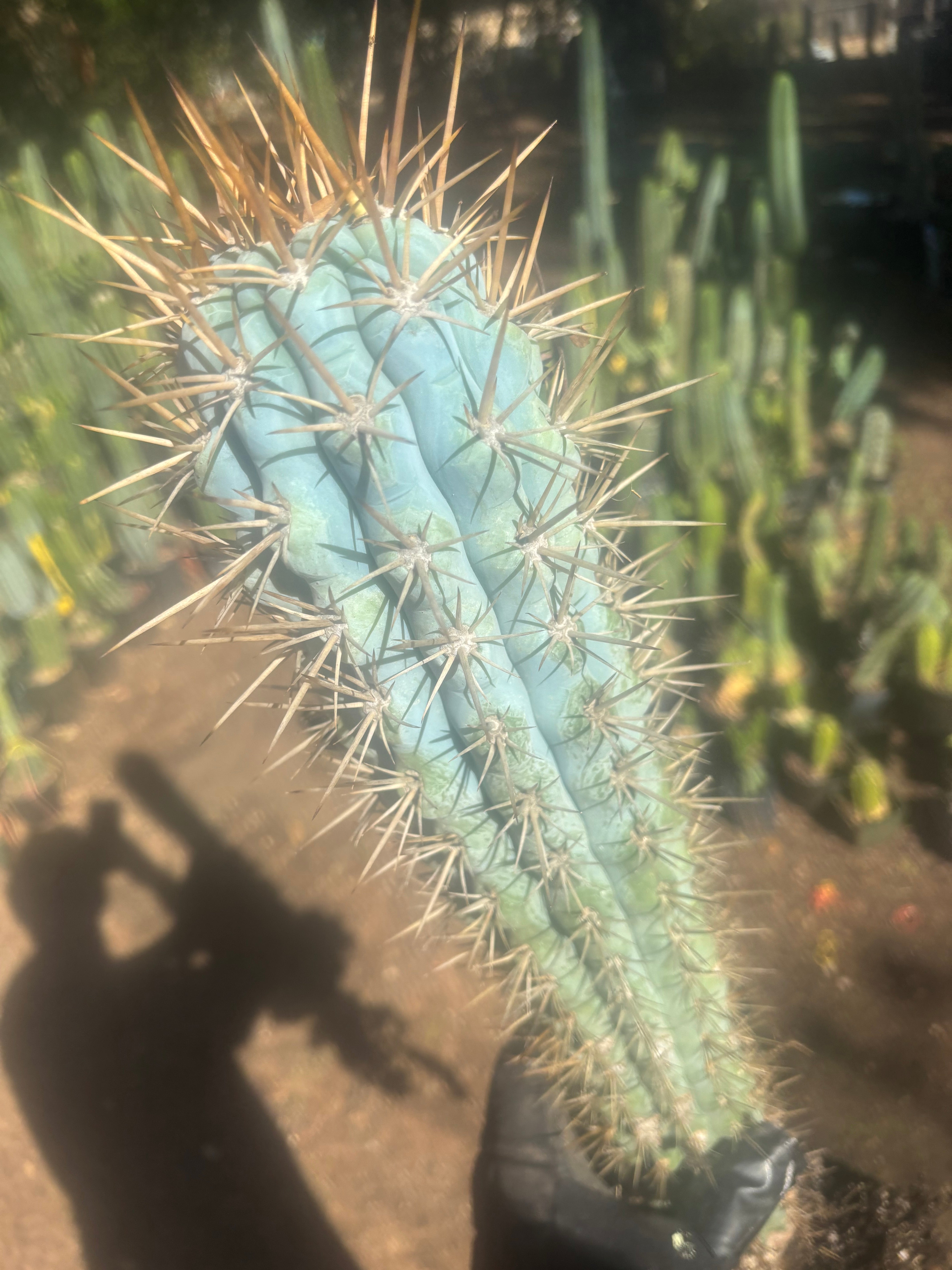 💎 Browningia Hertlingiana — BIG Heavy Rooted 24”